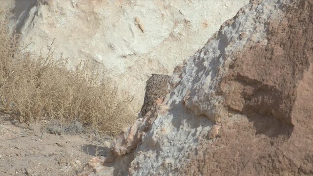 Video of a Pharaoh eagle-owl peeks from rocky cliffside. Eyes wide, alert, as if observing distant movement. Sunlit stones frame its camouflaged form. Nature's quiet vigilance captured in stillness