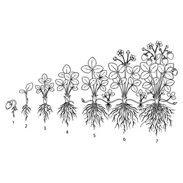 Stages of Strawberry Plant Growth and Development Illustration.
