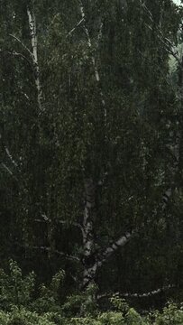 Rainy 

