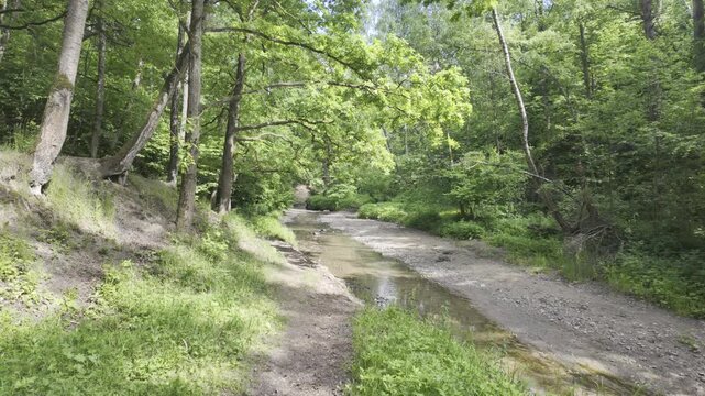 Oak and alder trees grow on a steep bank along a shallow winding creek. A dense green forest surrounds the muddy stream under bright summer daylight.