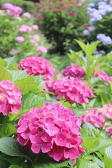 Obraz premium 梅雨の赤いアジサイの花 縦