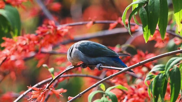Beautiful blue lovebird parrot perched gracefully on a thin branch surrounded by vibrant blooming orange tropical flowers in a lush natural garden habitat.