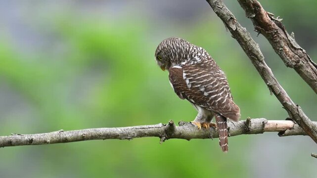Alert Asian Barred Owlet perched on a dry branch looking directly at the camera with striking yellow eyes against a smooth blurred green forest background.