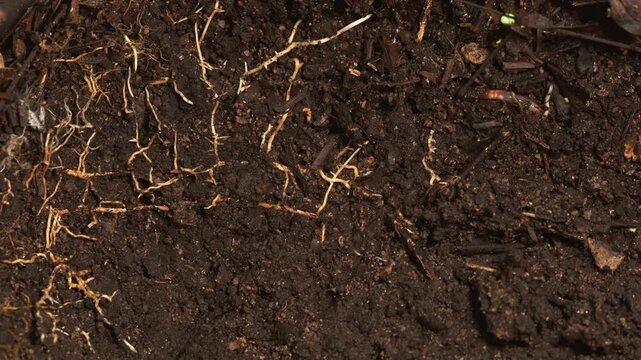 
Organic Soil With Roots and Earthworm in Tropical Forest Floor
