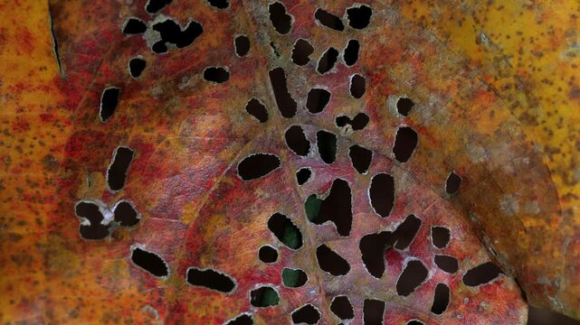 Tropical Leaf With Natural Decay Patterns in Rainforest