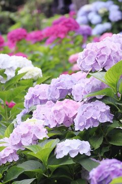 梅雨の薄紫の紫陽花の花 縦