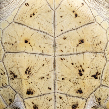 Close-up of light colored turtle shell Plastron bottom texture