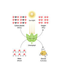 Obraz premium Photosynthesis process, photosynthesis equation formula, Biology Education. Calvin cycle. Vector illustration.