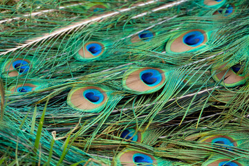 Peacock feather pattern, bright green - blue bird tail texture © artemstepanov