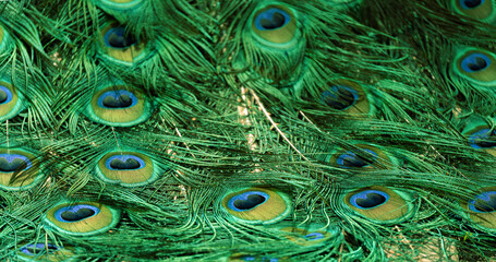 Peacock feather pattern, bright green - blue bird tail texture © artemstepanov