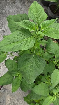 mint leaves in the garden