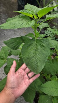 hand holding green leaf