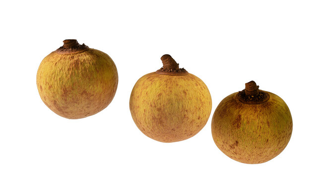 Isolated whole fresh ripe tropical santol fruits, natural organic produce on display