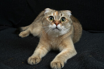 cute cat portrait © Ahmed J.R