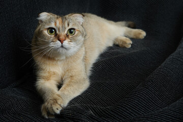 cute cat portrait © Ahmed J.R