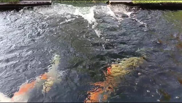 Koi fish kept in an artificial pond in a garden with a water pump circulating which produces fast flowing water, hobby of keeping ornamental fish, healthy pond water circulation