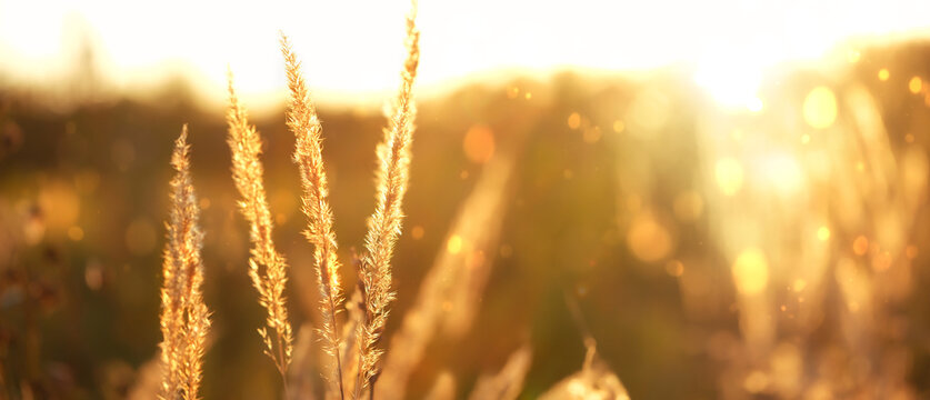 Beautiful abstract bright sunny landscape with dry meadow fluffy grass of sunset. Golden nature background of summer end or autumn season. Peaceful, relax, harmony, meditation atmosphere. banner