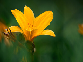 yellow flower on green background © Stefan Zimmer 