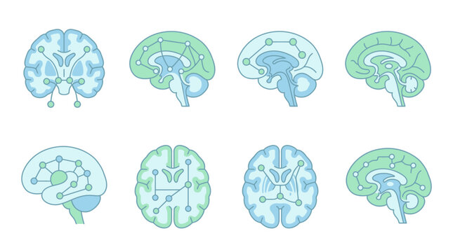 Vector illustrations of human brain anatomy and neural networks