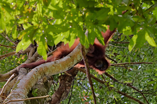 Sumatran orangutan upside down