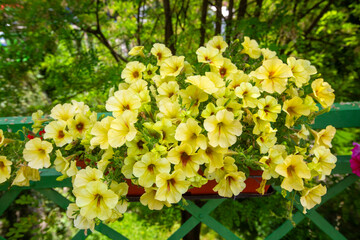 Beautiful yellow petunia flowers blooming in a pot on a green fence, Jajce - Bosnia and Herzegovina