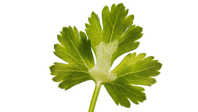Isolated fresh vibrant green parsley leaf with sparkling water droplets, healthy cooking herb