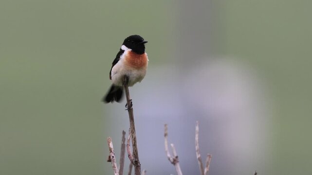 Male Siberian Stonechat Taking Off from a Branch with Right Copy Space in Wildflower Garden: Hokkaido (4K with Audio)
