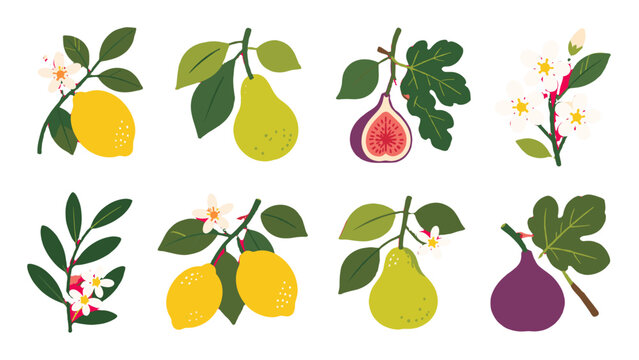 Set of fruit branches with lemon pear fig leaves and blossoms