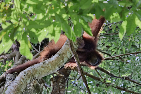 Sumatran orangutan upside down