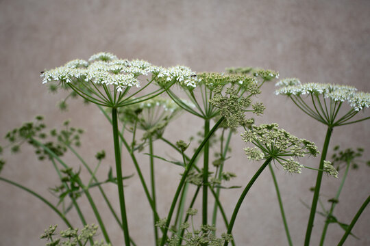 Ombellif&egrave;re en floraison blanche