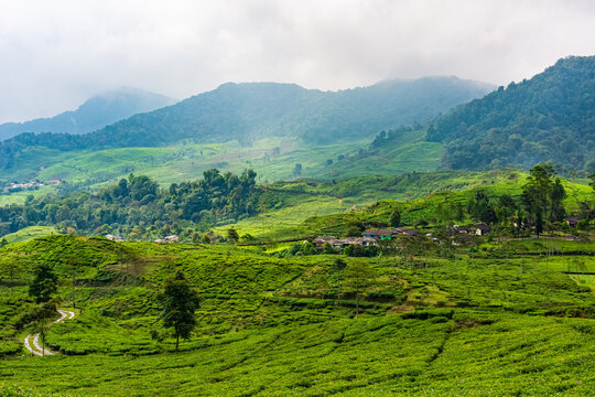 Lush green tea plantations in Puncak, Bogor, West Java, Indonesia.