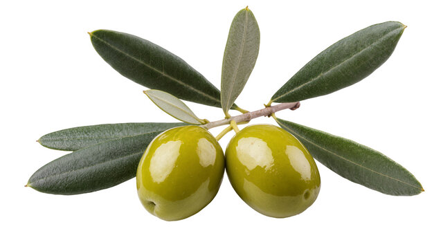 Isolated two fresh green olives on an olive tree branch with natural glossy green leaves