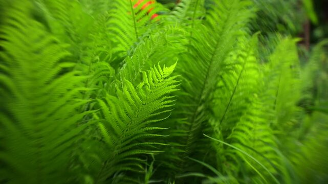 Lush green fern leaves in forest