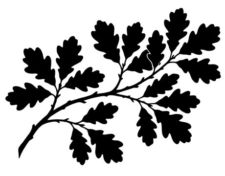 Minimalist vector silhouette of an oak tree branch featuring dense, detailed foliage and characteristic lobed leaves.