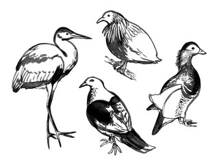 Fototapeta premium Hand drawn ink bird. Sketch bird, black lines. Black and white bird illustration. Bird sketch use as print, postcard, illustration, poster, element design, textile, label, sticker.