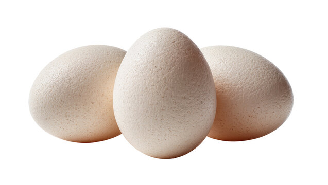 Isolated group of three large textured ostrich eggs, natural wildlife bird ovum.