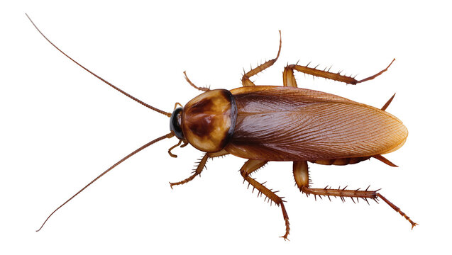 Isolated detailed studio shot of a brown common house cockroach, an insect pest