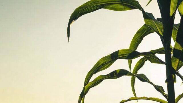 Green corn leaves against a bright sky, showcasing natural plant texture and agricultural growth, close-up.