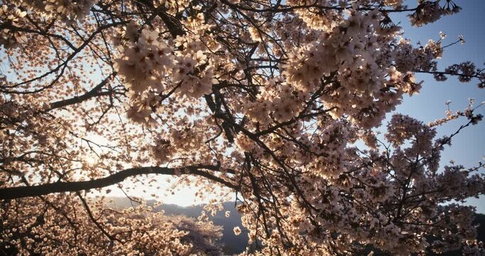 Sunrise behind majestic, beautiful spring cherry blossom tree - slow, steady cam shot