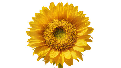 Fototapeta premium Isolated single vibrant yellow common sunflower bloom with detailed petals and seeds