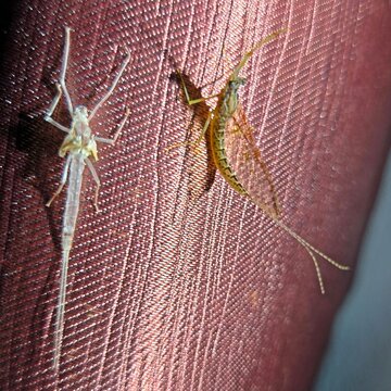 Mayfly and exuviae