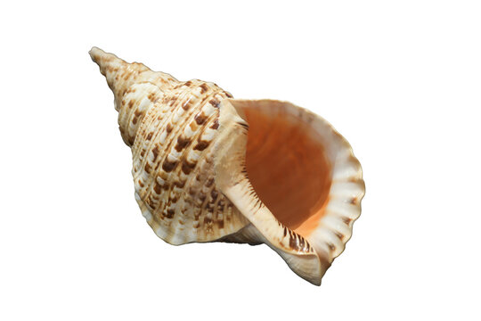 Charonia tritonis seashell isolated on Transparent background