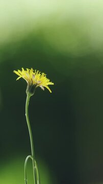 Fiore giallo di ( reichardia picroides ) grattalingua comune  in primo piano su sfondo verde fuori fuoco di luci e ombre diffuse con formica - formato verticale