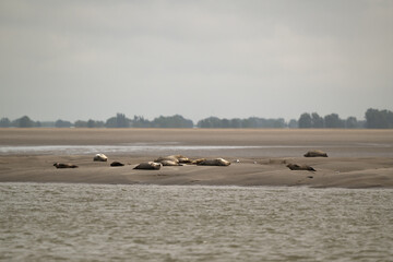 Phoque gris, © JAG IMAGES
