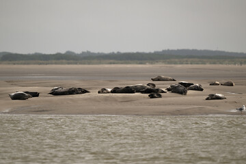Phoque gris, © JAG IMAGES