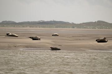 Phoque gris, © JAG IMAGES