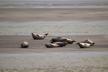 Phoque gris, © JAG IMAGES