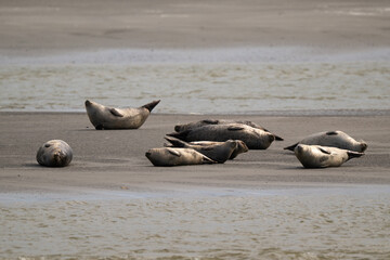 Phoque gris, © JAG IMAGES