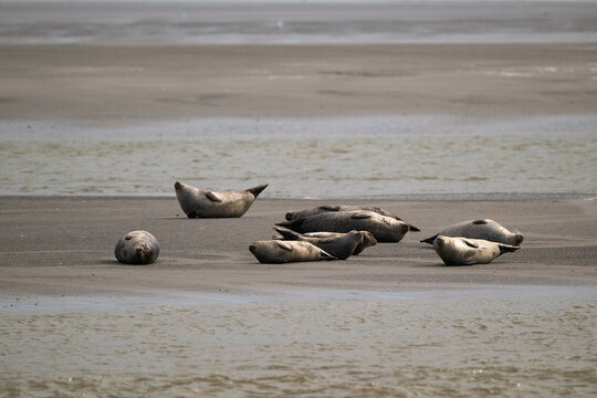 Phoque gris,