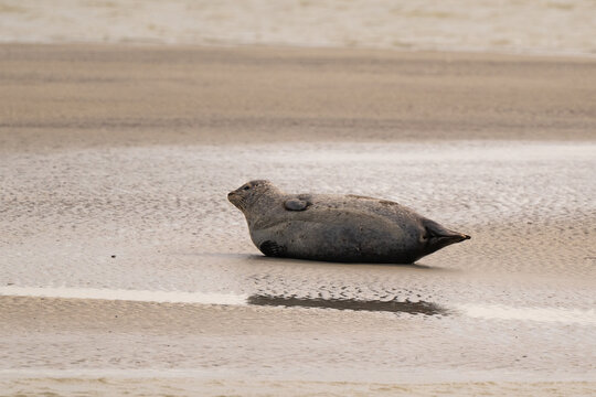 Phoque gris,
